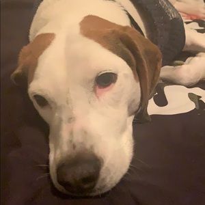 Meet your Posher, Rosie